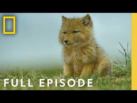 Surviving the Ancient Grasslands (Full Episode) | Hidden Kingdoms of China | Nat Geo Animals