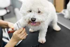 Bichon Frise Prices in 2024: Purchase Cost, Vet Bills, and More!