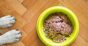 Hundefutter von Aldi, Lidl und Co. bei Stiftung Warentest: Das sind die Testsieger und -verlierer