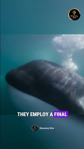 Arctic Predators: Orcas Hunting Seal