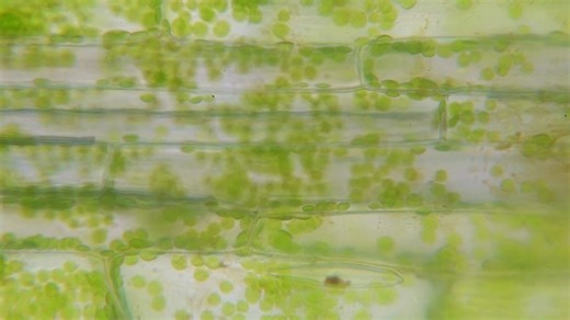 🌱 How do plant cells talk to each other? In multicellular plants, cells connect through microscopic channels called plasmodesmata (PD) - tiny pores allowing signalling between cells. Emmanuelle Bayer at Université de Bordeaux used advanced modelling and ultra-high-resolution 3D imaging to explore the role of the endoplasmic reticulum and its tethering to the cell membrane via PD ‘spokes’. Learn more 👉 https://bit.ly/3EaegmW CORDIS_EU #CellBiology You can also read this article in DE, ES, FR, I