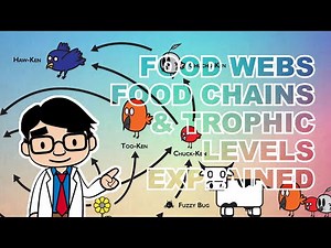 Food Webs, Food Chains, and Trophic Levels Explained