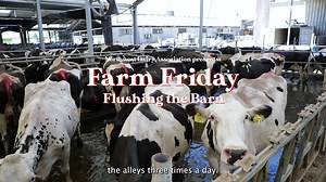 298K views · 316 reactions | Ever wonder how farmers are able to clean barns with hundreds of cows in them? Wonder no longer. We've got you covered on today's #ndafarmfriday at AJ Dairy. #cowscleaning #cleanfarms #dairyfarmer | Darigold | Facebook