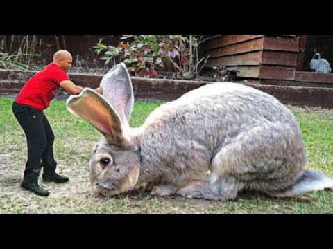 20 Giant Animals That Are Hard to Believe!