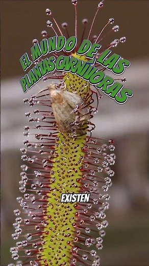 ¿Por qué existen las PLANTAS CARNÍVORAS? #divulgacioncientifica #plantas #biologia #nepenthes #selva