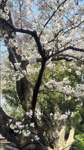 2026年3月29日靖國神社の桜の開花状況🌸 #同期のさくら