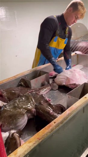 Monkfish fishing in north sea🐟