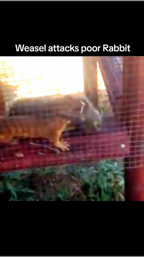 Weasel Predation on Rabbit Captured on Video