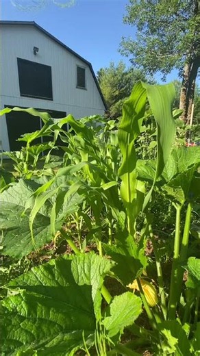 A Beautiful Moring In The Garden #garden #growyourownfood #food