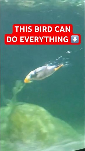 This BIRD Can Do Everything - The Puffin