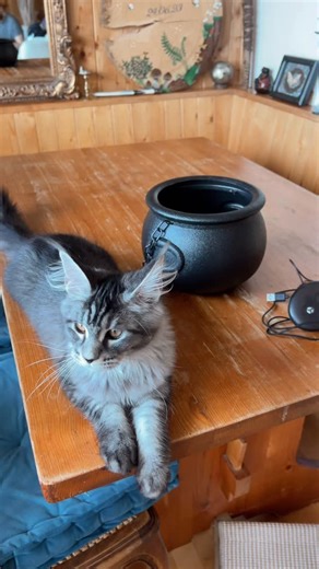 ✨ A new witch in town… My kitten turning the cauldron into a magic potion 🐾 • ✨ Une nouvelle petite sorcière est arrivée… Mon chaton transforme son chaudron en potion magique 🐾 #CatReel #SpookySeason #CuteCat #HalloweenVibes #PotionMagic #WitchyCat #ChatonMignon #FogMachine | Sacha Freyja Brun