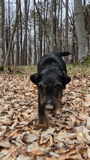 #jagdterrier #dog #huntingdog #animals #fun #doglife #nature