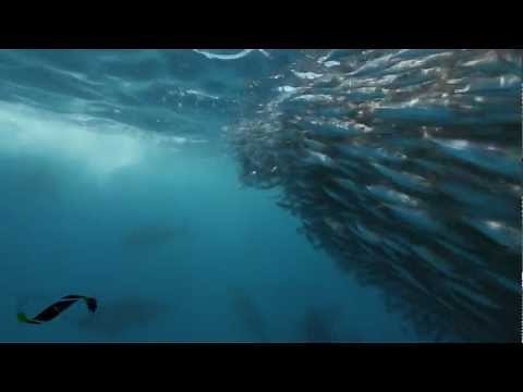SUPERFISH BLUEFIN TUNA