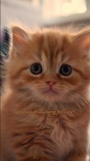 Cute Ginger Kitten Melt Your Heart 😻 | Adorable Baby Cat Moments | Viral Cat Shorts 2025 #catshorts