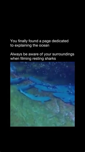 Explaining The Ocean on Instagram: "Resting sharks may appear calm and motionless, but they are still highly aware of their environment. Many species rest to conserve energy, especially during daylight hours, lowering their activity level while keeping their sensory systems alert. Some sharks continue to swim slowly to move water over their gills, while others rely on natural currents to breathe. Because they are in a low-energy state, resting sharks can be more sensitive to disturbances. Sudden