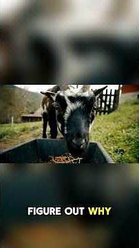 Why Do Goats Scream Like That? 🐐😱