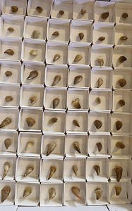 Mosasaur Fossil Teeth From Morocco | Dinosaur Fossils | Fossil Collector | Dinosaur Teeth - Etsy Canada