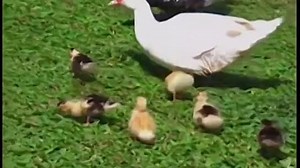 Baby Einstein Baby’s First Sounds Discoveries For Little Ears - Full Episode