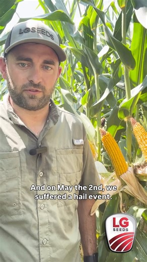 This LG62C73 corn field suffered hail damage back in May. See how it’s looking now at the end of the season in this week’s Crop Cam. 🌽 | LG Seeds