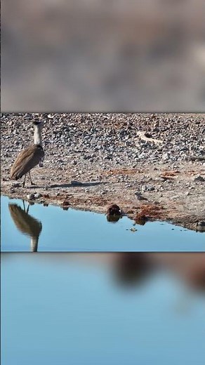 Lightning Attack — Red-Tailed Hawk in Action!