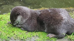 158K views · 43K reactions | Watch as Javin the Asian small-clawed otter plays with a pebble. Asian small-clawed otters are mostly diurnal, spending more time on land than any other otter. Highly social, they love to play, sliding into the water or juggling pebbles. : Keeper Amber | Point Defiance Zoo & Aquarium | Facebook
