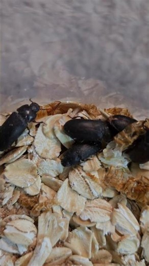 Darkling beetles AKA Adult mealworms #invertebrates #insects #entomology #beetle