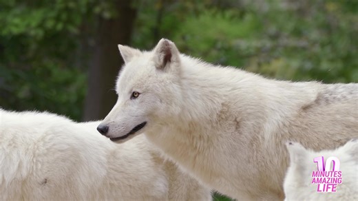 A Rare Moment Of Wolves Observing Together