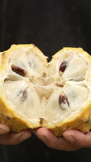 Rollinia