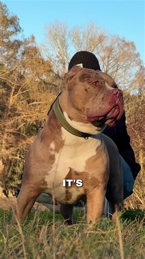 Highly Skilled Protection Dogs: Trainability and Nature