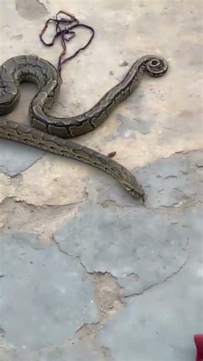 African rock python ❤️ #snake #python #exotic #reptiles