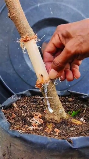Air layering technique—and amazing results. #airlayering #cultivation #gardening