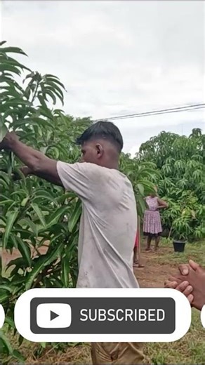 අඹ ගහේ ගෙඩි නැද්ද? එසේනම් නිවැරදි කප්පාදුව ඉතා වැදගත් | TJC අඹ වගාව