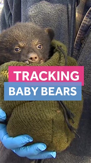 Inside a bear den in Massachusetts 🐻 Three tiny cubs. One incredible research mission. #WildlifeTok #NatureTok #BabyBears #ScienceTok #MassWildlife