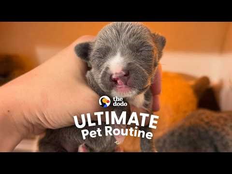 New Mom’s Life Revolves Around Her Baby And A Tiny Foster Puppy | The Dodo