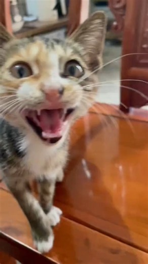 🐱 Curious Stray Cat Keeps Meowing at Me! 😻 | So Cute & Adorable