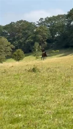 Mondays are hard. We know 😶‍🌫️ Watching one of our horses finally get to run free again on green grass though makes them easier. We promise 🤞 Watch the video of Damu Cherry from the last truck and see for yourselves ❤️ RMJ - Project Back to the Green 💚 | RMJ - Rehome. Rehabilitate. Rescue