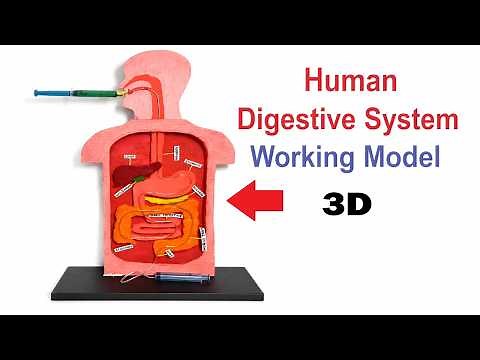 digestive system working model (3d) for science project exhibition using syringes diy craftpiller