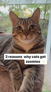92K views · 595 reactions | Does your cat get zoomies?  #catzoomies #zoomies #catfacts #petstagram #cats #cutecats #catsofinstagram #catvideos #cat #funnycatvideos #catlife #catlovers #pet #catstagram #cats | The Cat Crew | Facebook