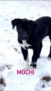 🐾 Meet Mochi! 🐾This sweet 5-month-old lab mix is ready to find her forever family! Mochi was found as a stray, but she's now living the good life in a foster home. She’s got the BEST personality: gets along with other dogs, is friendly with kids, and has even made a feline friend (progress is being made with the cat, haha)! 😹 Mochi is already housetrained and crate trained, making her an ideal addition to any home. She’s got the puppy energy, but also knows how to chill and snuggle when it’s 