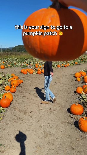 Explore Local Pumpkin Patches This Fall
