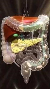 Human digestive system #facts #humananatomy #humanbodyfacts #biology