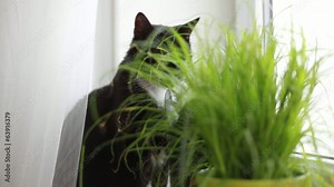 Black cat by the window behind the pot of cat grass