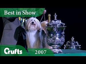 Tibetan Terrier wins Crufts Best In Show 2007 | Crufts Classics