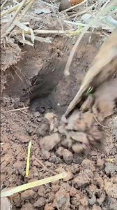 อยู่บ่น้อ