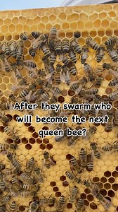 During swarm season, which typically occurs in spring, a honeybee colony prepares to split into two colonies as a natural form of reproduction. The colony will select a new queen to replace the current queen, who departs with a portion of the worker bees to establish a new colony. The process of choosing the next queen bee is a fascinating, well-organized process that involves the entire hive. 1. Queen Cell Creation Worker bees identify potential larvae to become queens. They build special, larg