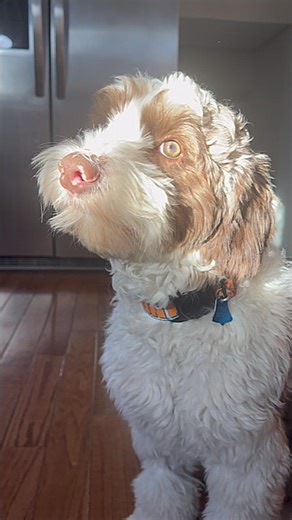 Toffee is a jaw dropper #puppy #puppylife #puppylove #labradoodle