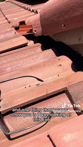 Rodent Inspection Insights in Scottsdale