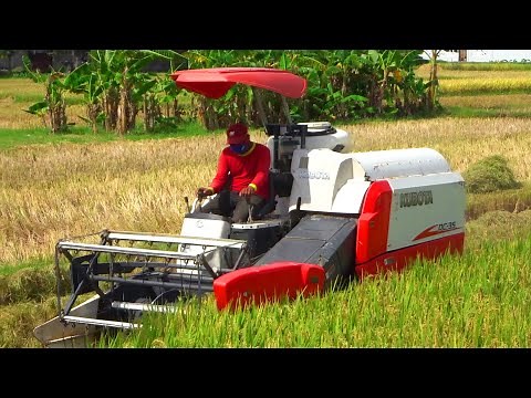 Combine Harvester Kubota DC-35 Harvesting Rice on a Large rice field