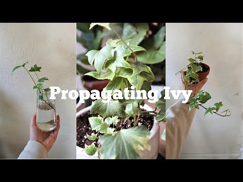 How to Propagate Ivy | Tips for Success!