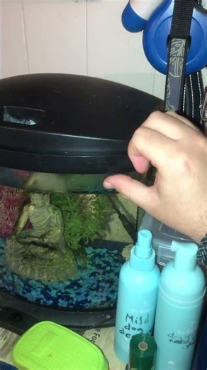 L 3 Elmo’s World Fish 🐠 🐟